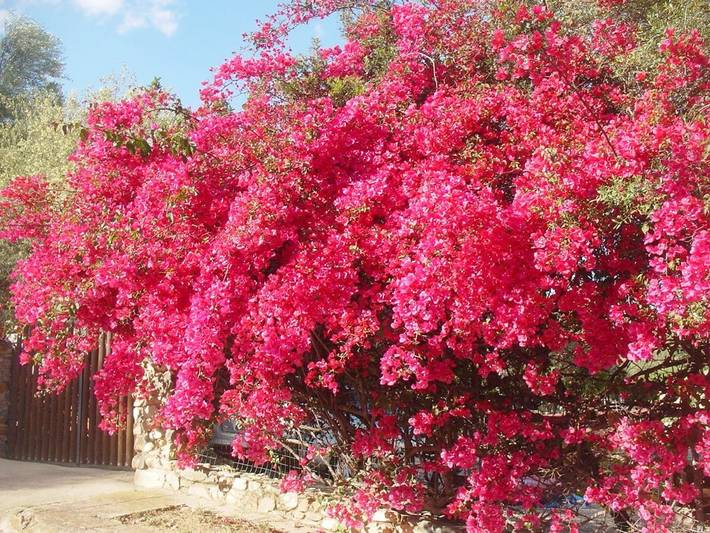 Casa vacanza per 5 persone, con Balcone e Terrazza nonché Giardino e Panorama a Cala Sinzias