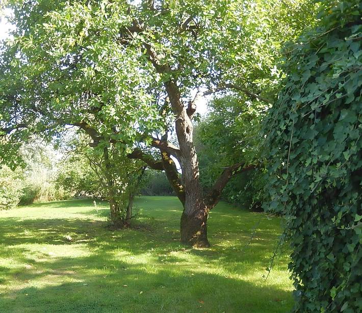 Ferienhaus für 6 Personen, mit Garten in Pellworm - 4