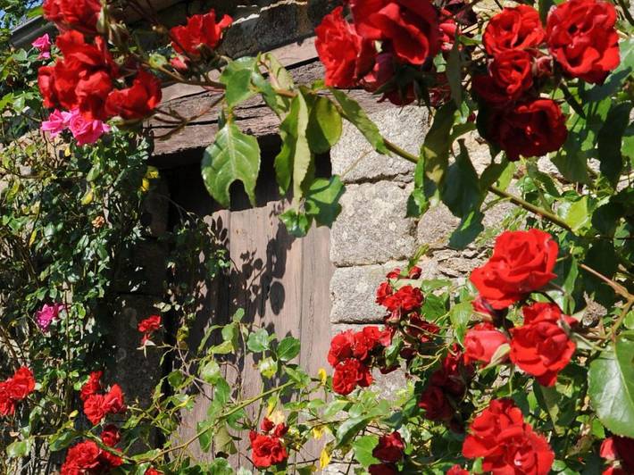 Gîte pour 4 personnes, avec jardin, animaux acceptés dans Le Mené - 2