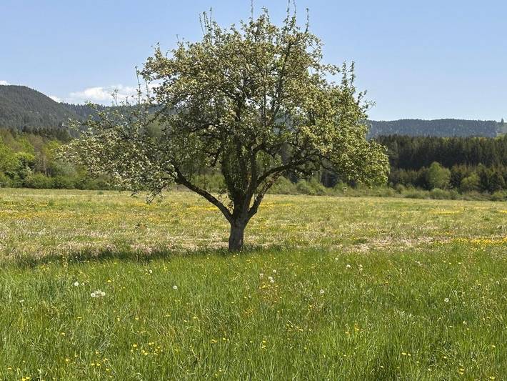 Location de vacances pour 10 personnes, avec jardin à Brouvelieures