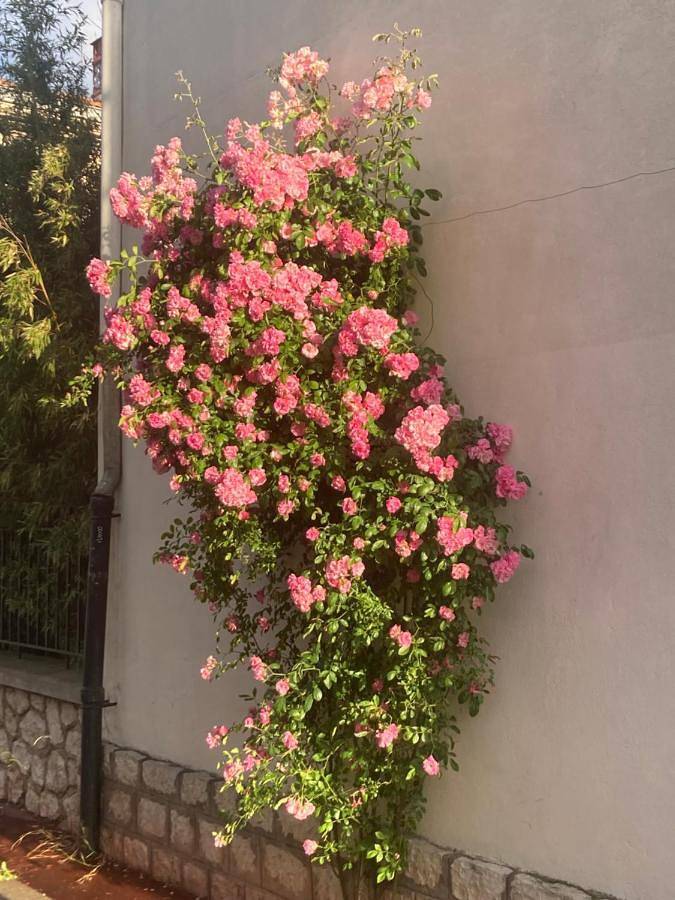 Chambre d’hôte pour 2 personnes, avec terrasse, animaux acceptés à Montpellier - 2