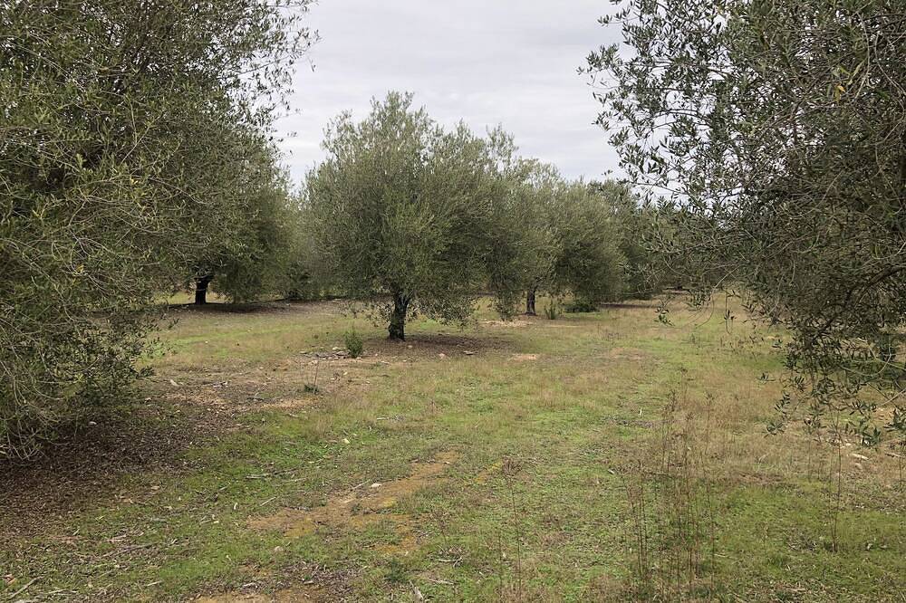 Appartement entier, Logement au centre d’une oliveraie a l’étage d’une villa, vallée du Regino in Ville-di-Paraso, Région de Calvi