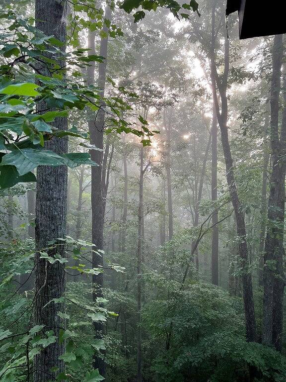 Streaming in the Woods - Level 2 Ev Charger! in Cherry Log, Chattahoochee National Forest