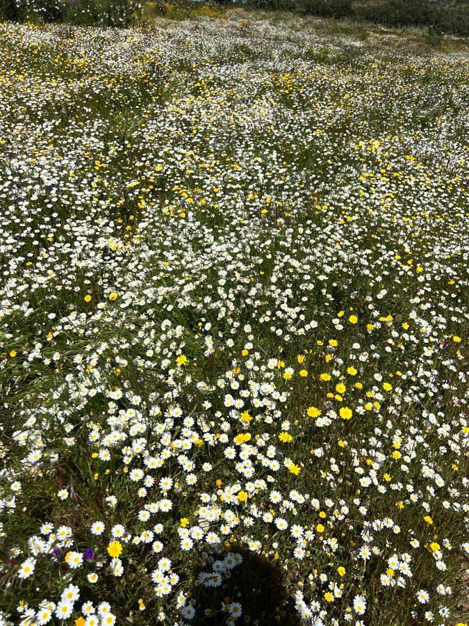Location de vacances pour 4 personnes, avec piscine et vue ainsi que vue sur le lac et jardin dans Almodôvar - 2
