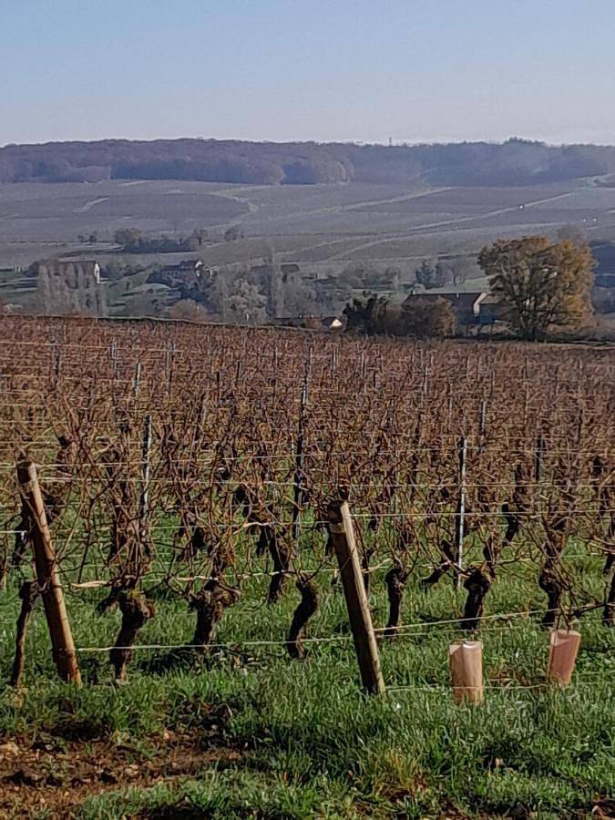 Location de vacances pour 4 personnes, avec terrasse et vue, animaux acceptés à Lugny - 2