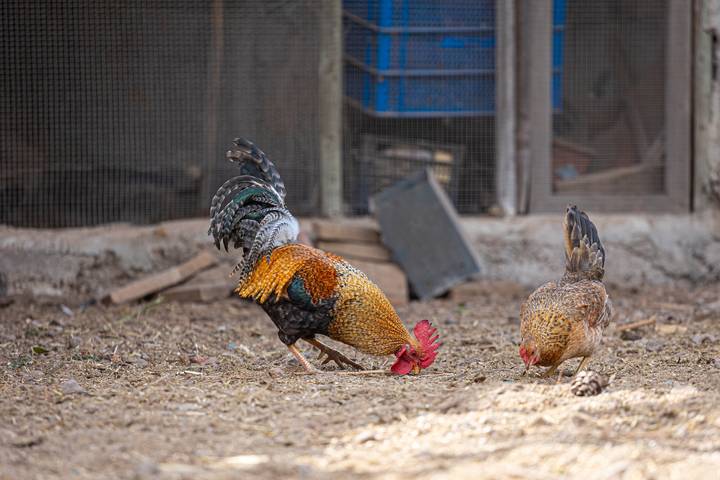 Ferienhaus für 2 Personen, mit Balkon auf Teneriffa - 4