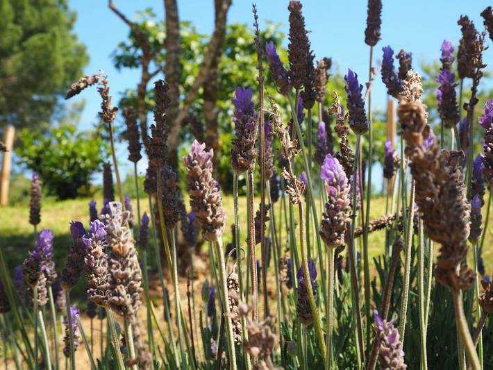Bauernhaus für 14 Personen mit Garten in Santa Cristina d'Aro, Costa Brava