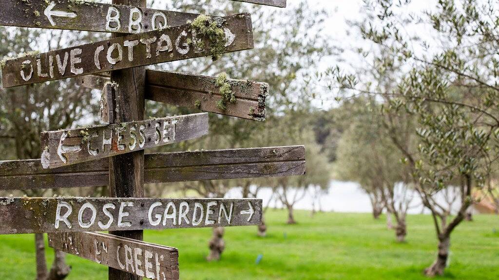 Olive Grove in Musk, Hepburn Shire