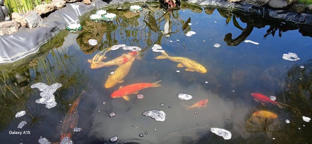 Hôtel pour 2 personnes, avec vue ainsi que terrasse et jardin sur l' Île de la Réunion - 4