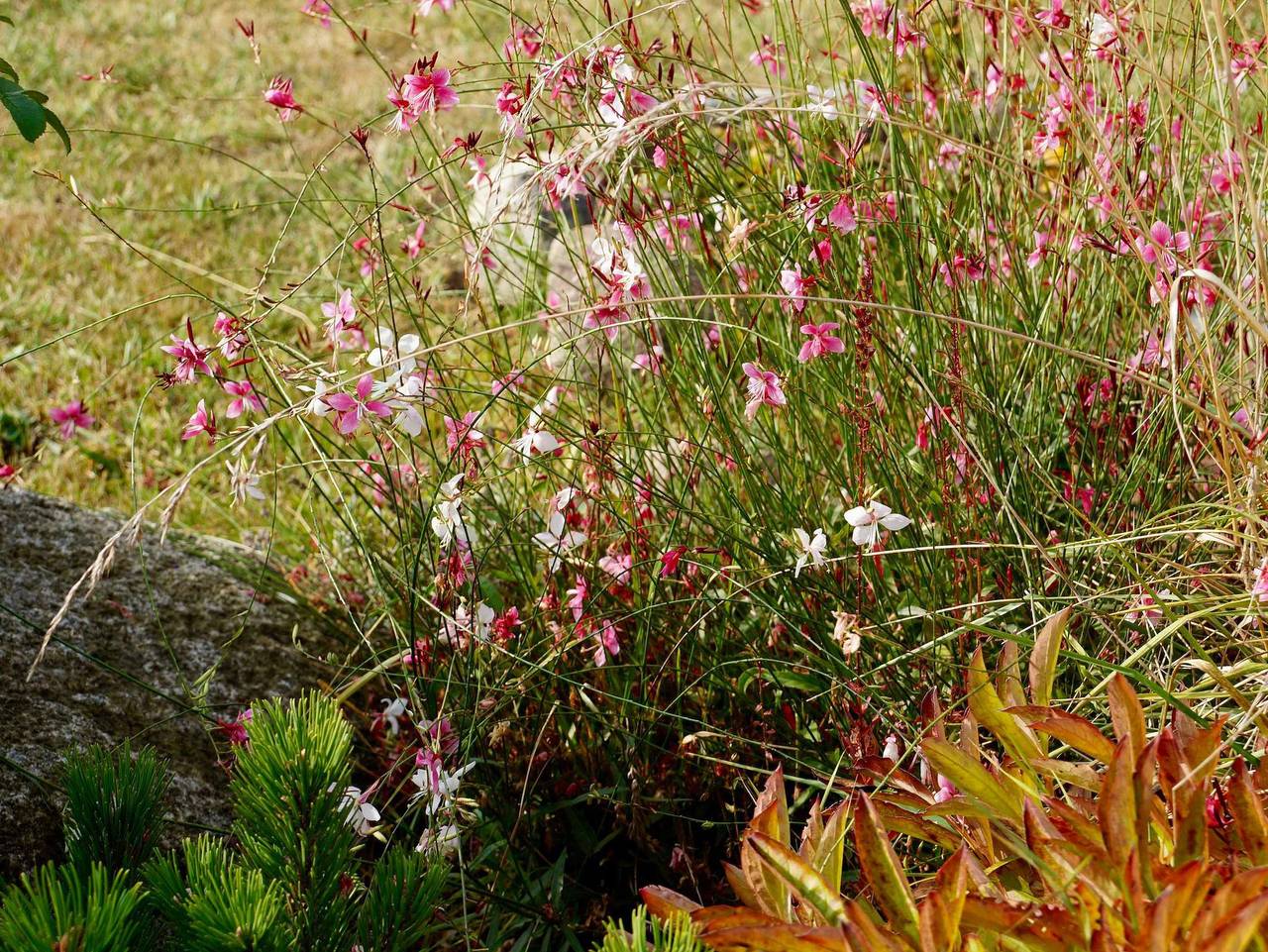 Windrose in Breege, Rügen