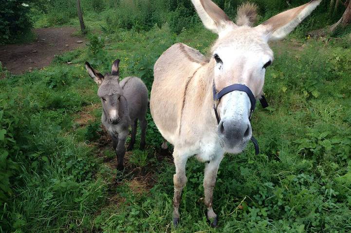 Location de vacances pour 4 personnes, avec piscine et jardin à Sanxay - 4