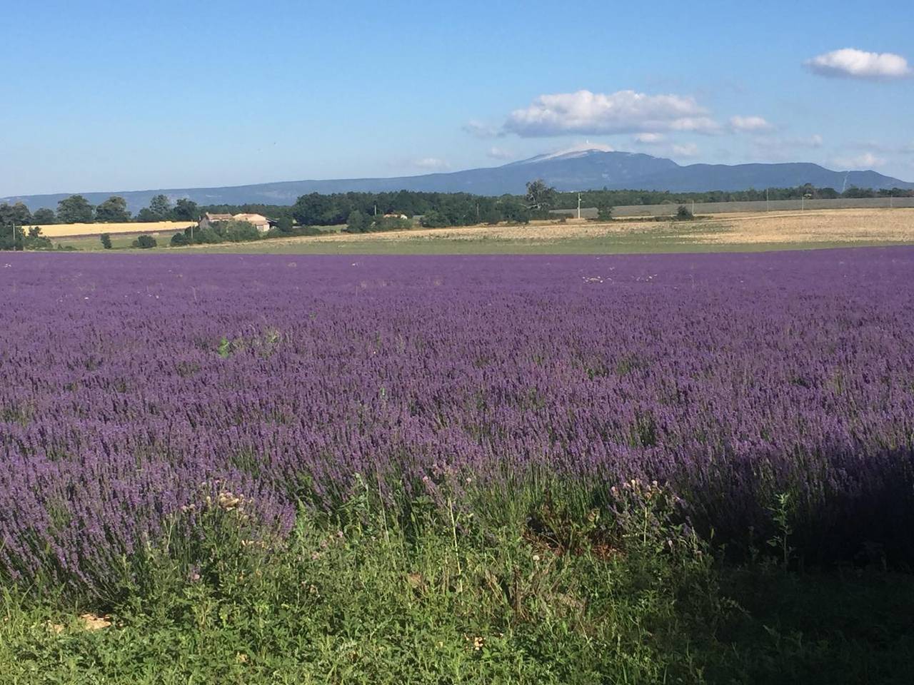 Domaine des 2 Cèdres in Revest-du-Bion, Région de Forcalquier