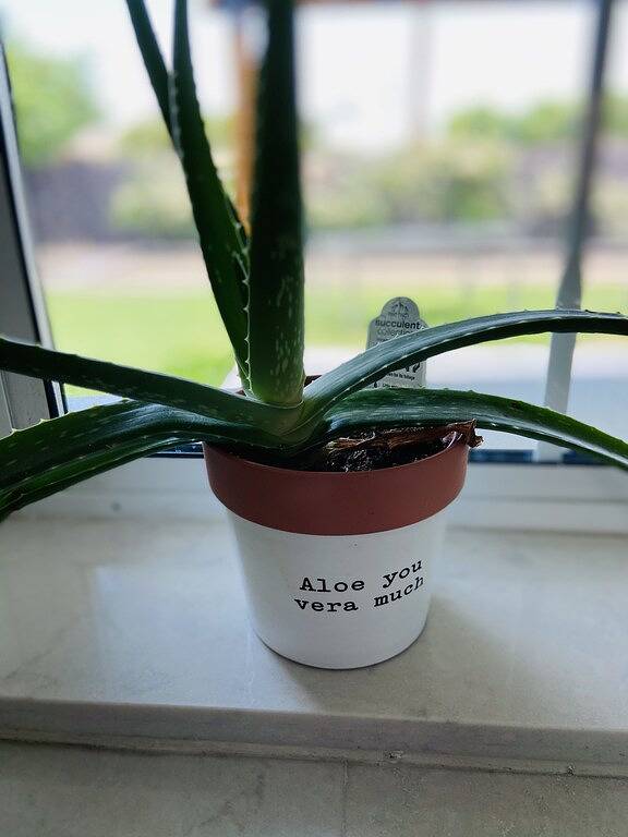 Zu Fuß zu Old Town Scottsdale - Spring Training, Shopping, Bars in Scottsdale, Maricopa County