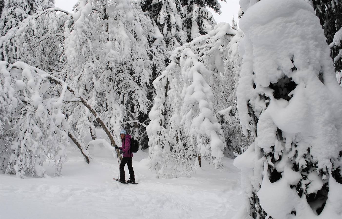 Ganze Ferienwohnung, Apartment "Birke" in Großarl, Ski Amadé