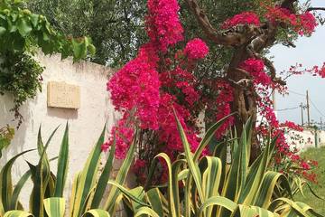 Agriturismo per 5 Persone in Provincia di Taranto, Foto 2