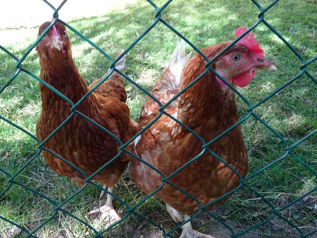 Ferienhof Hohe Drei Zinnen in Hiltpoltstein, Frankenalb