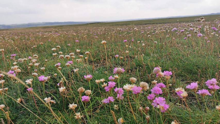 Ferienhaus für 9 Personen, mit Terrasse in Lemvig - 4