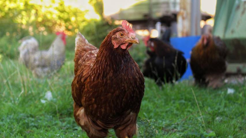 Ferienhaus für 5 Personen, mit Garten in Soltau - 4