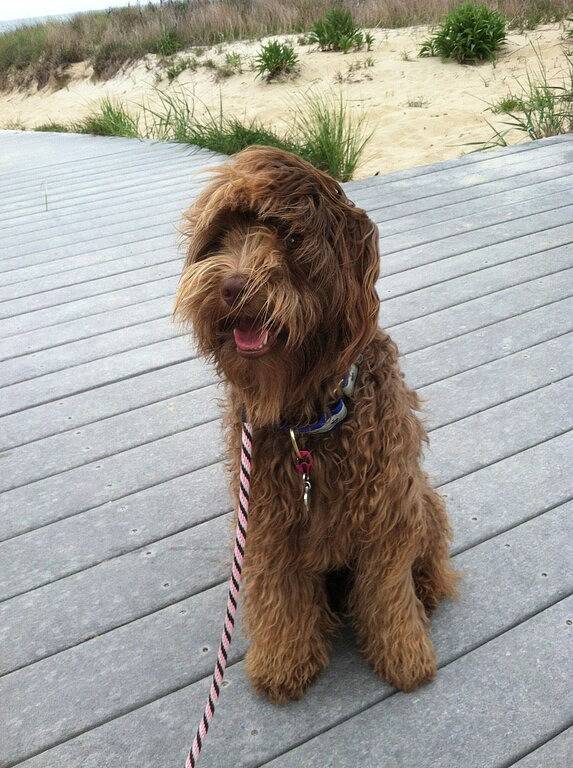 Ganze Wohnung, Gemütliche, hundefreundliche Maisonette am North End, nur einen kurzen Spaziergang vom Strand entfernt! in Virginia Beach