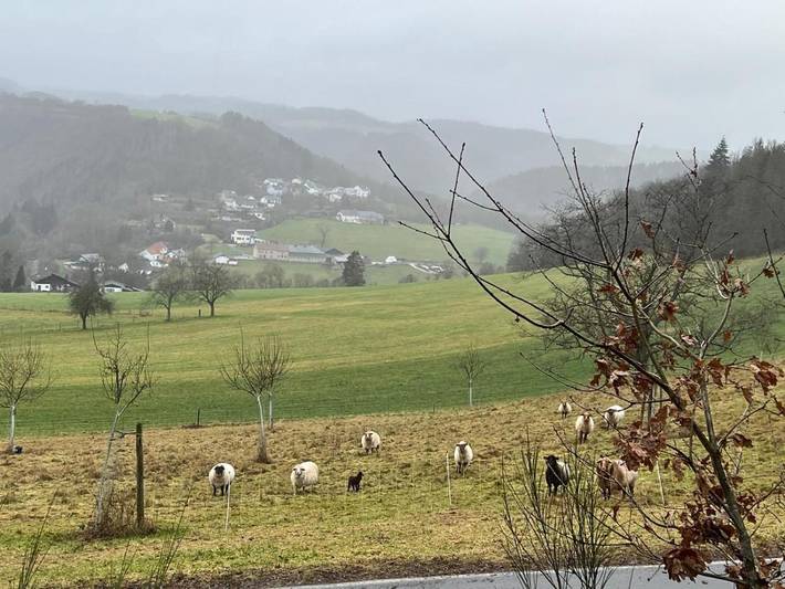 BnB für 5 Personen, mit Ausblick und Garten, mit Haustier in der Eifel - 4