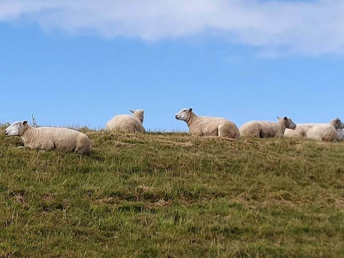 Ferienhaus für 6 Personen, mit Balkon, kinderfreundlich in Højer - 4