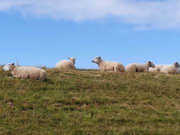 Ferieudlejning til 6 Personer i Højer, Vesterhavet, Billede 3