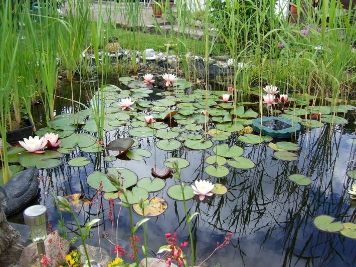 Bungalow für 2 Personen, mit Terrasse und Garten auf Fischland - Darß - Zingst - 2