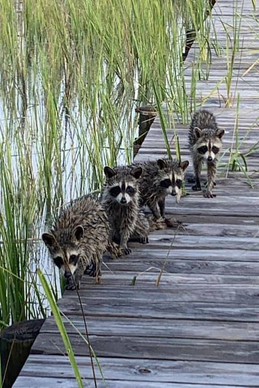 Vacation rental for 4 people, with balcony and pool in Seabrook Island