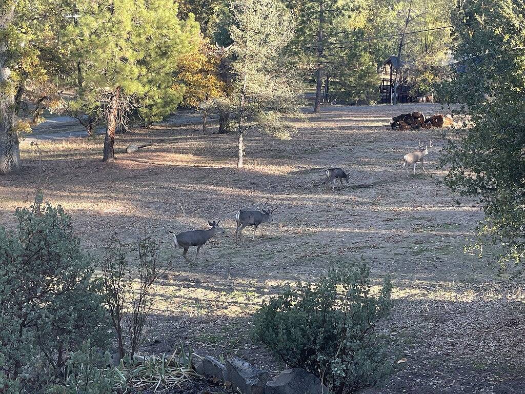 Newly remodeled 3 bedroom home located near Yosemite and bass lake in Yosemite Forks, Madera County