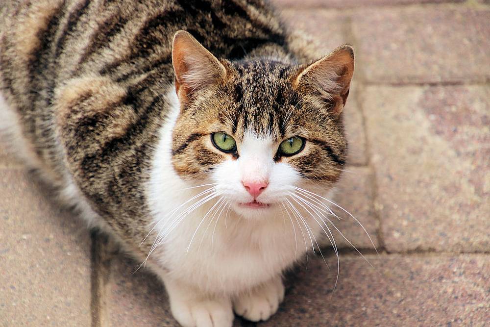 Kastanie in Westfehmarn, Fehmarn
