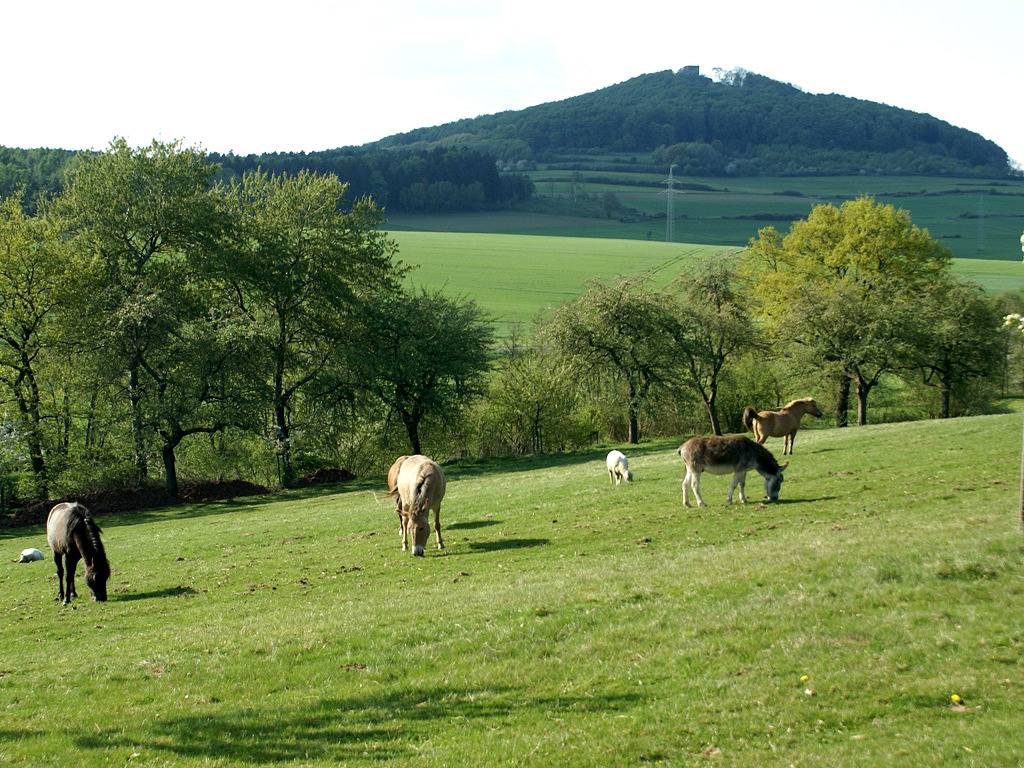 Märchen-Kinderbauernhof Ponyhof Kassel-Edersee-Berge - Ferienhaus Frau Holle in Naumburg, Hessisches Bergland
