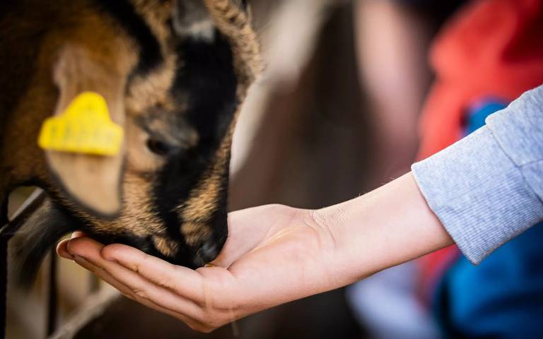 Camping pour 5 personnes, avec terrasse et piscine près des Châteaux de la Loire - 4