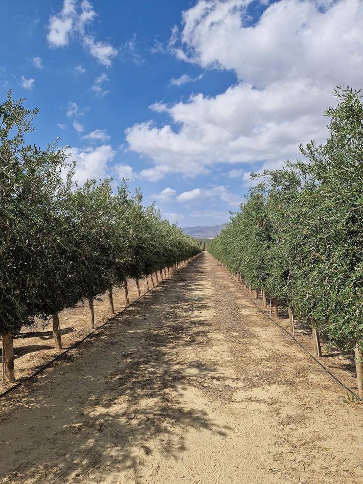 Casa de huéspuedes para 6 personas, con jardín además de piscina y balcón, Familias con niños en Andalucía - 4