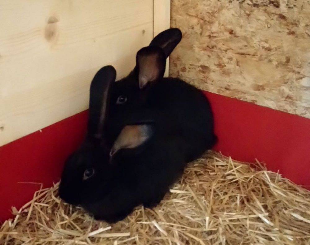 Ganze Ferienwohnung, Konradenhäusle in Titisee-Neustadt, Südschwarzwald