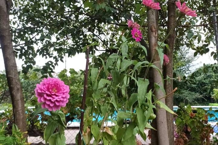 Casa rural para 6 personas, con jardín además de vistas y piscina en Segría - 3