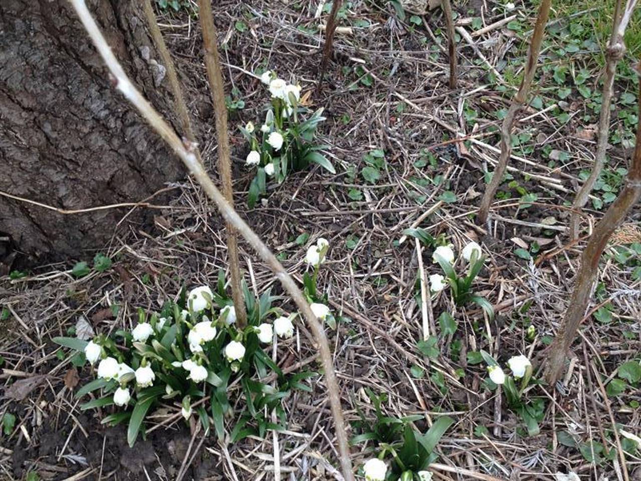 Ganze Ferienwohnung, Dreiländerblick Ferienwohnungen - Ferienwohnung Abendrot in Wangen, Region Bodensee-Oberschwaben