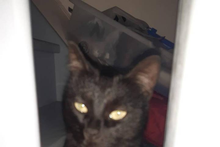 Maison de vacances pour 5 personnes, animaux acceptés à Chazey-sur-Ain