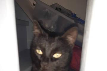 Location de vacances pour 5 personnes, animaux acceptés à Chazey-sur-Ain