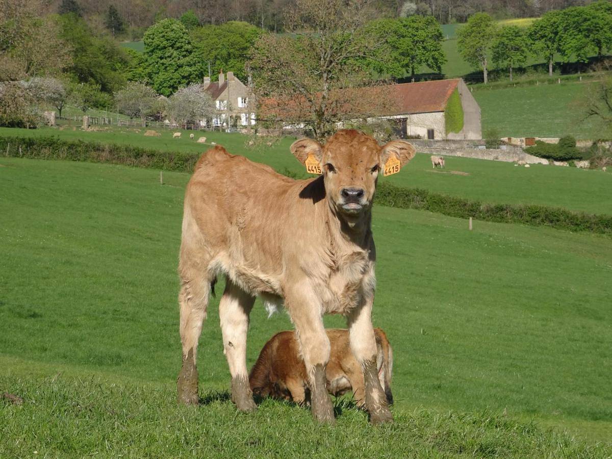 Domaine de Drémont in Anthien, Parc naturel régional du Morvan