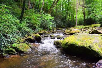 Log Cabin for 10 Guests in Blue Ridge Mountains, North Carolina, Picture 1