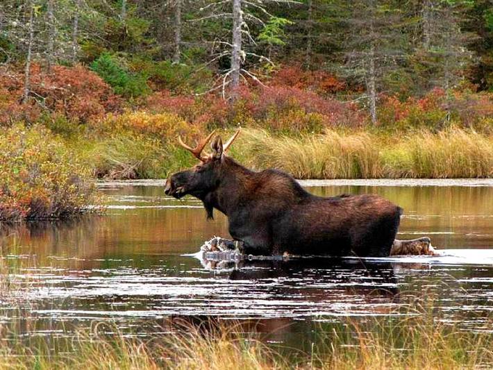Ferienhaus für 6 Personen, kinderfreundlich in Värmland - 4