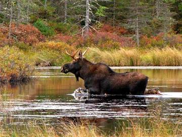 Hus för 6 Personer i Vitsand, Värmland, Bild 3