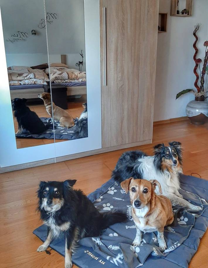 Gîte pour 6 personnes, avec jardin, animaux acceptés dans Sankt Ingbert - 3