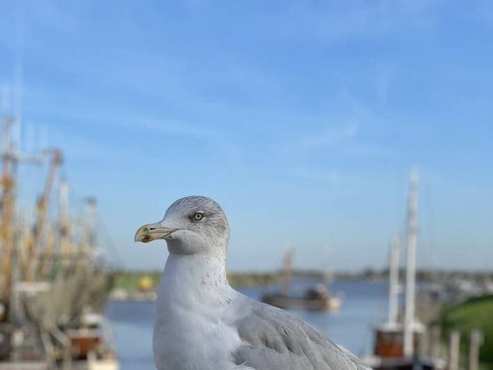 Ferienhaus für 7 Personen, mit Garten in Greetsiel - 2