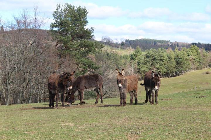 Maison de vacances pour 8 personnes, avec terrasse, animaux acceptés - 1