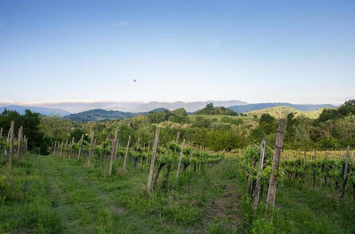 Appartamento intero, Suite matrimoniale "Collio Bianco" con giardinetto  privato in Mossa, Collio - Alto Isonzo