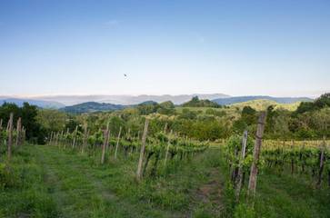 Agriturismo per 2 Persone in Mossa, Collio - Alto Isonzo, Foto 2