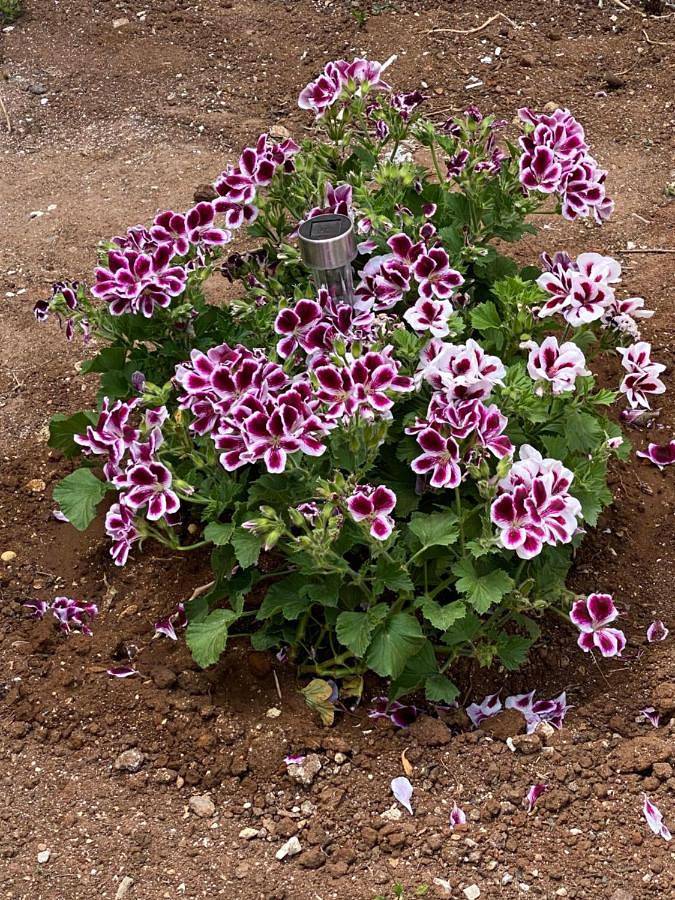 Maison d’hôte pour 5 personnes, avec jardin, animaux acceptés à Marsala - 3