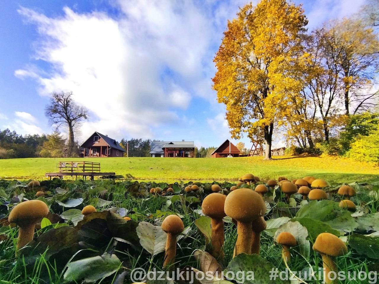 Charmante Waldvilla Dzukijos Uoga am See in Lituanie