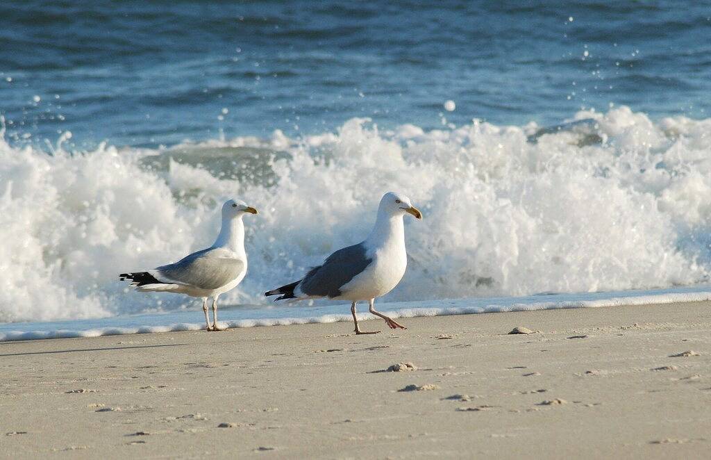 Hamptons Beach House - Schritte in die Stadt, Fahrrad zum Strand in Westhampton Beach, Hamptons